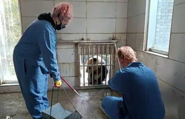 Panda Volunteer Program